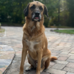 Flying Internationally With Your Dog: What to Know Before You Book Top Recommendations for Pet GPS Trackers & Safety Collars