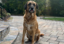 Flying Internationally With Your Dog: What to Know Before You Book Top Recommendations for Pet GPS Trackers & Safety Collars