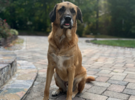 Flying Internationally With Your Dog: What to Know Before You Book Top Recommendations for Pet GPS Trackers & Safety Collars