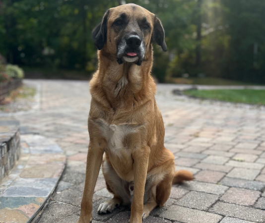 Flying Internationally With Your Dog: What to Know Before You Book Top Recommendations for Pet GPS Trackers & Safety Collars