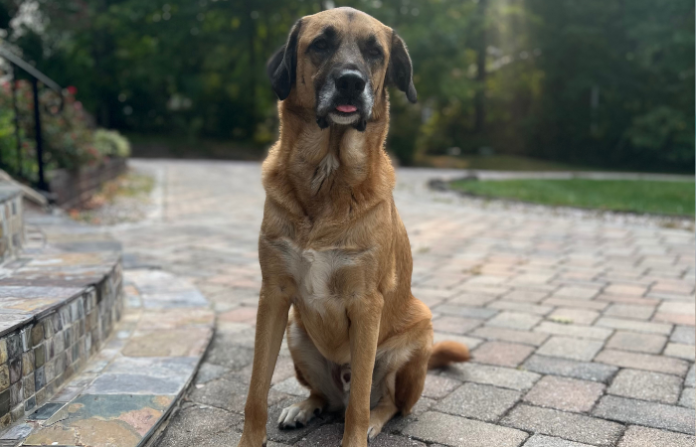 Top Recommendations for Pet GPS Trackers & Safety Collars