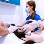 What a Full-Service Veterinary Clinic in Los Angeles Should Cover What a Full-Service Veterinary Clinic in Los Angeles Should Cover