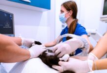 What a Full-Service Veterinary Clinic in Los Angeles Should Cover What a Full-Service Veterinary Clinic in Los Angeles Should Cover