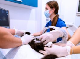 What a Full-Service Veterinary Clinic in Los Angeles Should Cover What a Full-Service Veterinary Clinic in Los Angeles Should Cover