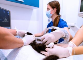 What a Full-Service Veterinary Clinic in Los Angeles Should Cover What a Full-Service Veterinary Clinic in Los Angeles Should Cover