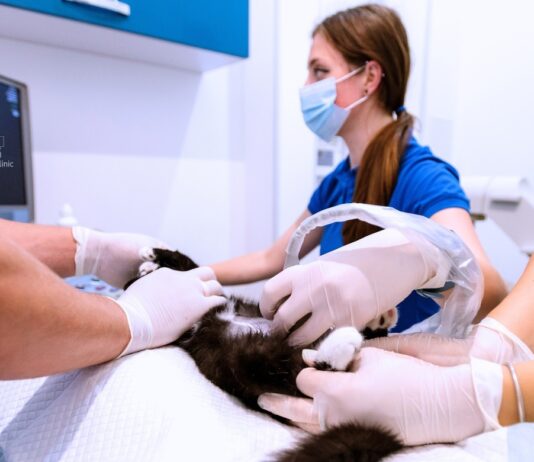 What a Full-Service Veterinary Clinic in Los Angeles Should Cover What a Full-Service Veterinary Clinic in Los Angeles Should Cover