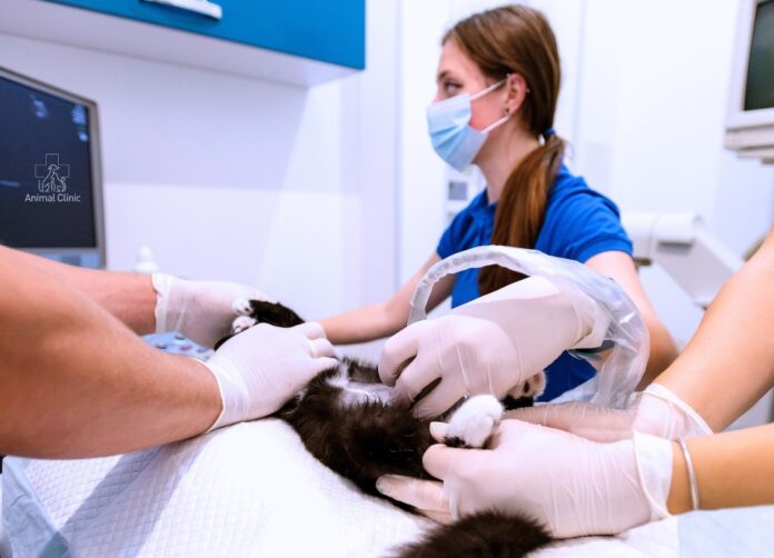 What a Full-Service Veterinary Clinic in Los Angeles Should Cover What a Full-Service Veterinary Clinic in Los Angeles Should Cover