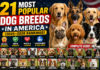 21 Most Popular Dog Breeds in America (2025–2026 Rankings) — Complete Guide 21 Most Popular Dog Breeds in America
