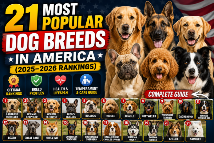 21 Most Popular Dog Breeds in America