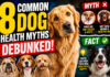 8 Common Dog Health Myths Debunked: What Science and Veterinarians Actually Say 8 Common Dog Health Myths Debunked