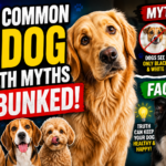 8 Common Dog Health Myths Debunked: What Science and Veterinarians Actually Say 8 Common Dog Health Myths Debunked