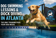 Dog Swimming Lessons & Dock Diving in Atlanta: The Only Training Pool Your Dog Needs Dog Swimming Lessons & Dock Diving in Atlanta