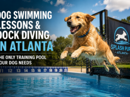 Dog Swimming Lessons & Dock Diving in Atlanta: The Only Training Pool Your Dog Needs Dog Swimming Lessons & Dock Diving in Atlanta