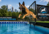 Dog Swimming Lessons and Dock Diving in Atlanta Dog Swimming Lessons and Dock Diving in Atlanta