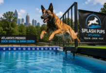 Dog Swimming Lessons and Dock Diving in Atlanta Dog Swimming Lessons and Dock Diving in Atlanta