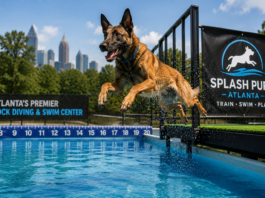 Dog Swimming Lessons and Dock Diving in Atlanta Dog Swimming Lessons and Dock Diving in Atlanta