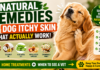 Natural Remedies for Dog Itchy Skin That Actually Work (Home Treatments + When to See a Vet) Natural Remedies for Dog Itchy Skin That Actually Work