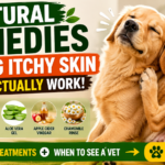 Natural Remedies for Dog Itchy Skin That Actually Work (Home Treatments + When to See a Vet) Natural Remedies for Dog Itchy Skin That Actually Work
