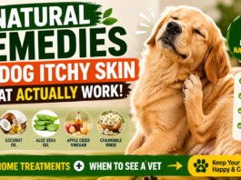 Natural Remedies for Dog Itchy Skin That Actually Work (Home Treatments + When to See a Vet) Natural Remedies for Dog Itchy Skin That Actually Work