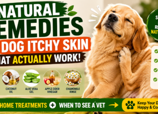 Natural Remedies for Dog Itchy Skin That Actually Work (Home Treatments + When to See a Vet) Natural Remedies for Dog Itchy Skin That Actually Work
