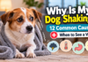 Why Is My Dog Shaking? 12 Common Causes + When to See a Vet Why Is My Dog Shaking? 12 Common Causes + When to See a Vet