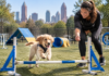 When Is a Puppy Ready for an Agility Course for Dogs in Atlanta? When Is a Puppy Ready for an Agility Course for Dogs in Atlanta?