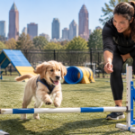 When Is a Puppy Ready for an Agility Course for Dogs in Atlanta? When Is a Puppy Ready for an Agility Course for Dogs in Atlanta?