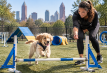 When Is a Puppy Ready for an Agility Course for Dogs in Atlanta? When Is a Puppy Ready for an Agility Course for Dogs in Atlanta?