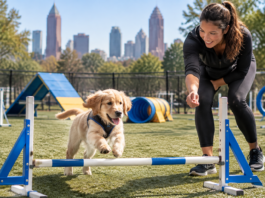 When Is a Puppy Ready for an Agility Course for Dogs in Atlanta? When Is a Puppy Ready for an Agility Course for Dogs in Atlanta?