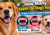 How Many Teeth Do Dogs Have? Puppy & Adult Counts Explained How Many Teeth Do Dogs Have?